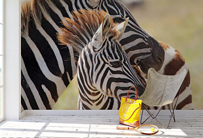 Fototapeta Zebra a mláďa